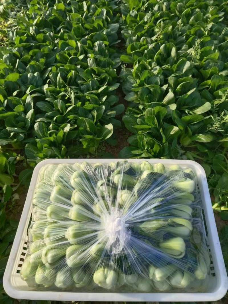 油菜