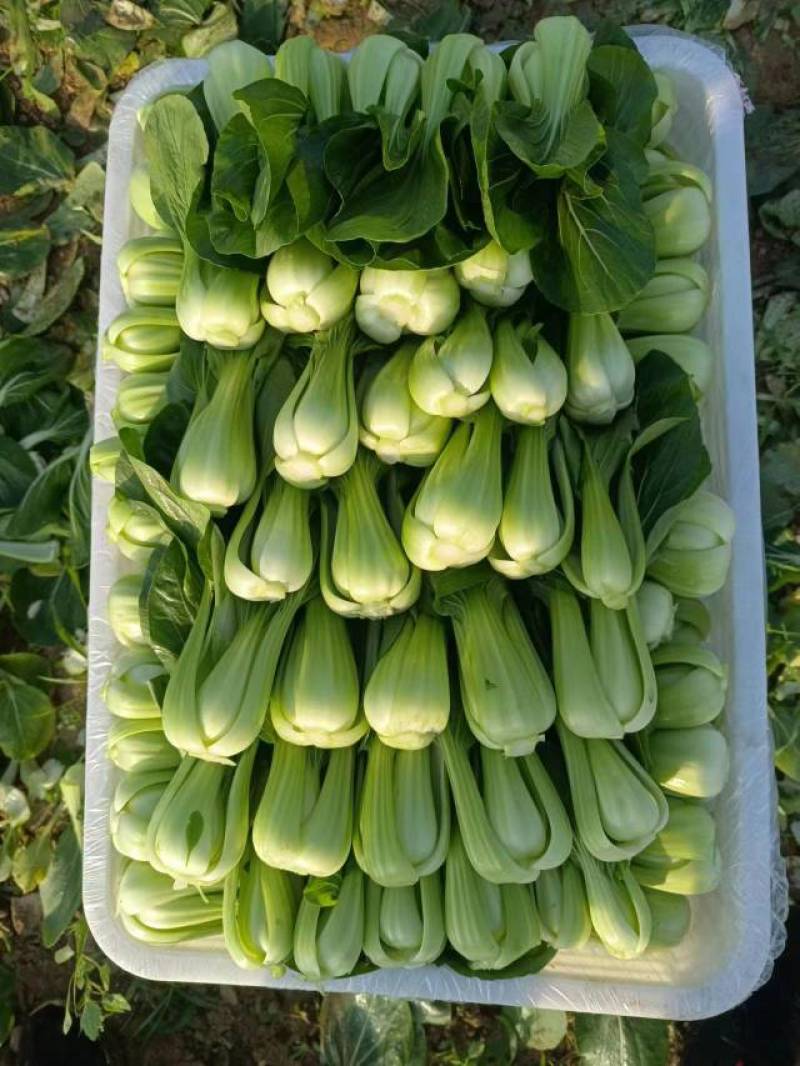油菜