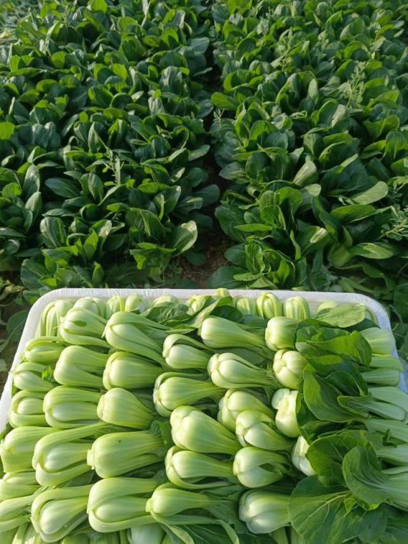 油菜