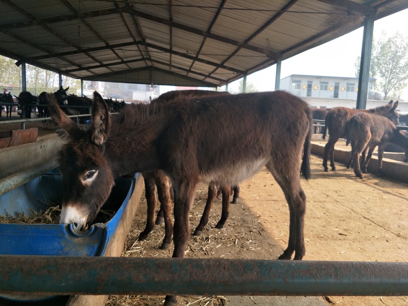 德州驴、肉驴、改良德州驴、大型肉驴养殖基地