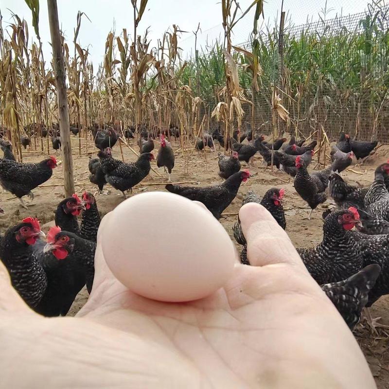 优质芦花鸡受精种蛋新鲜五黑鸡受精种蛋。红玉鸡种蛋