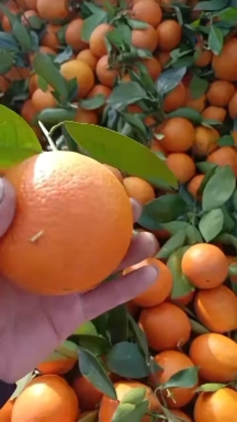 脐橙纽荷尔圆红品质保证产地直发可视频看货欢迎咨询