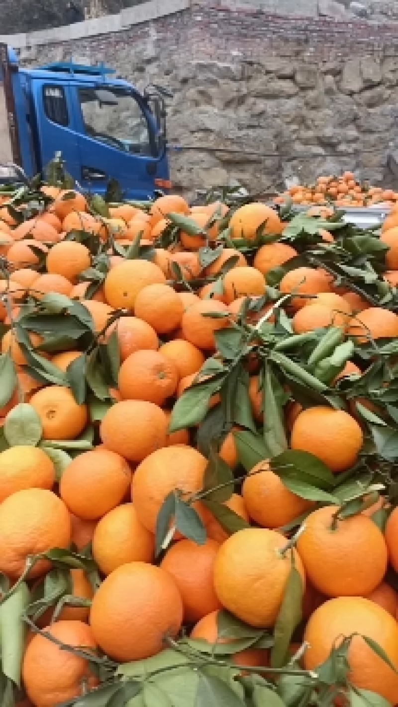 脐橙纽荷尔圆红品质保证产地直发可视频看货欢迎咨询
