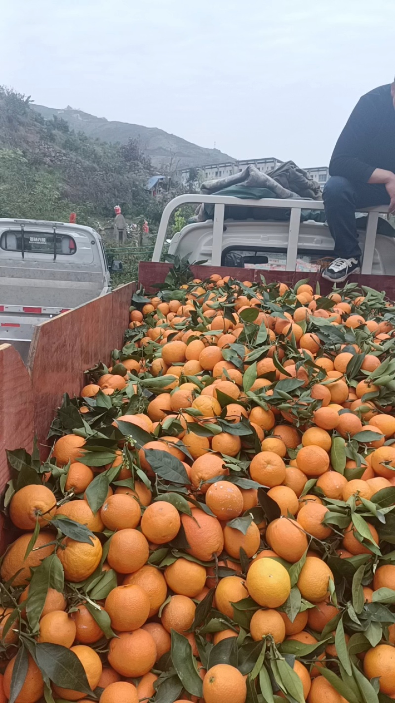 脐橙纽荷尔圆红品质保证产地直发可视频看货欢迎咨询