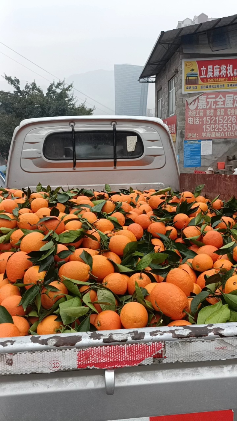 脐橙纽荷尔圆红品质保证产地直发可视频看货欢迎咨询