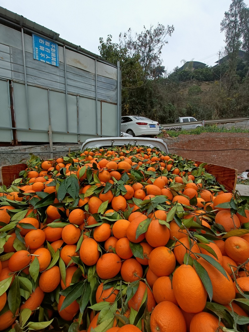 脐橙纽荷尔圆红品质保证产地直发可视频看货欢迎咨询