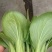 【精品】油菜，太和上海青，现摘现发，对接：批发商+商超