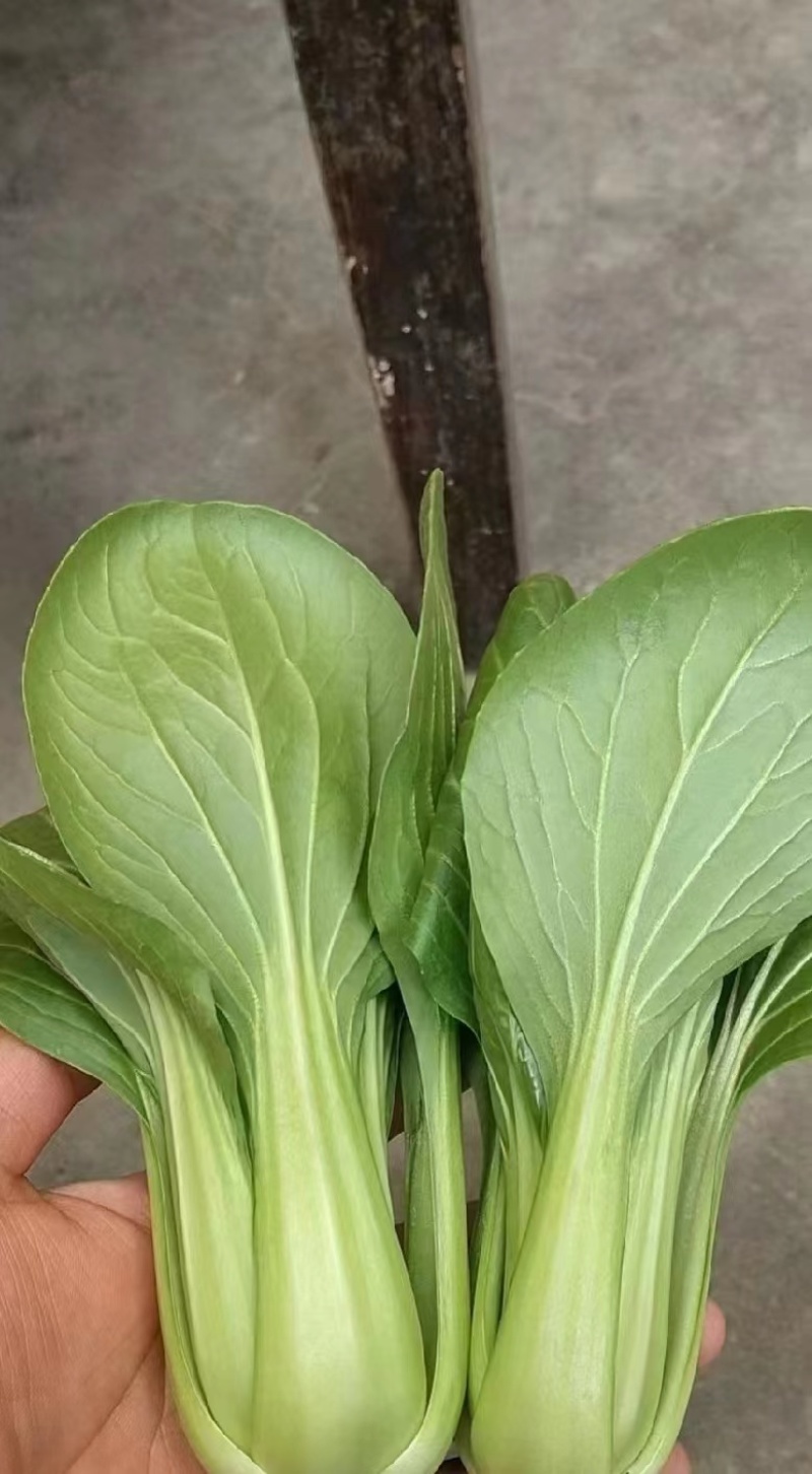【精品】油菜，太和上海青，现摘现发，对接：批发商+商超