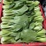 【精品】油菜，太和上海青，现摘现发，对接：批发商+商超