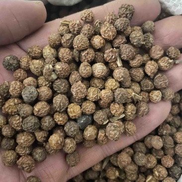 梧桐子保真保量一斤也是批发价包邮货源充足