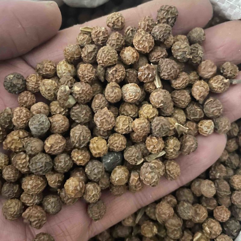 梧桐子保真保量一斤也是批发价包邮货源充足