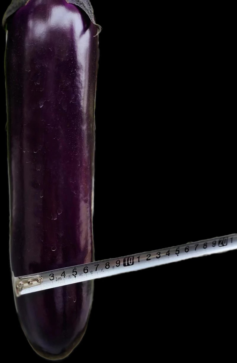 紫红烧烤茄种子中熟，果形美观，头尾均匀，圆底，深紫红色，