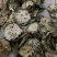 瓜蒌实正品即见即所得看图收货包邮货源充足