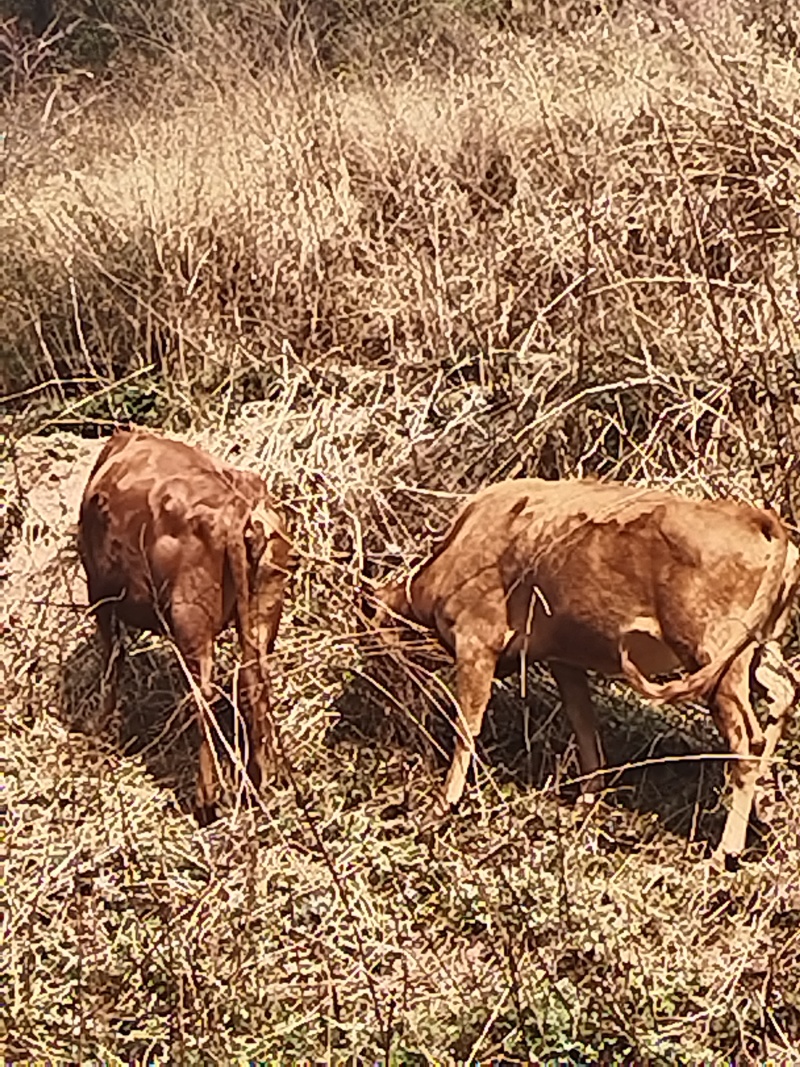 黄有菜，本地小黄牛