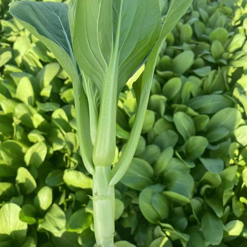 【菜苔】安徽菜苔，产地直发，大量供货保质保量，对接全国