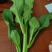 【菜苔】安徽菜苔,产地直发,大量供货保质保量,对接全国