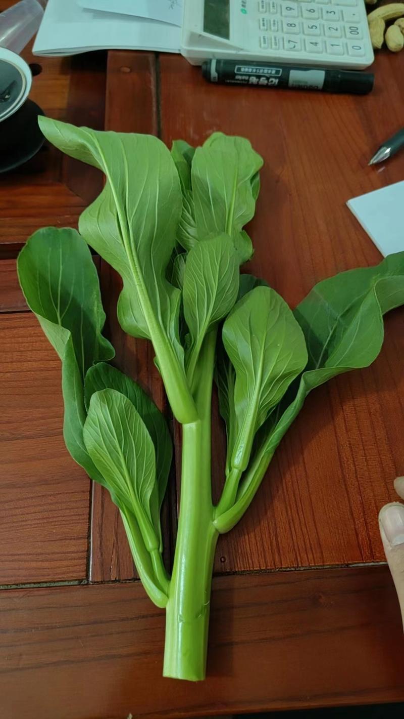 【菜苔】安徽菜苔，产地直发，大量供货保质保量，对接全国