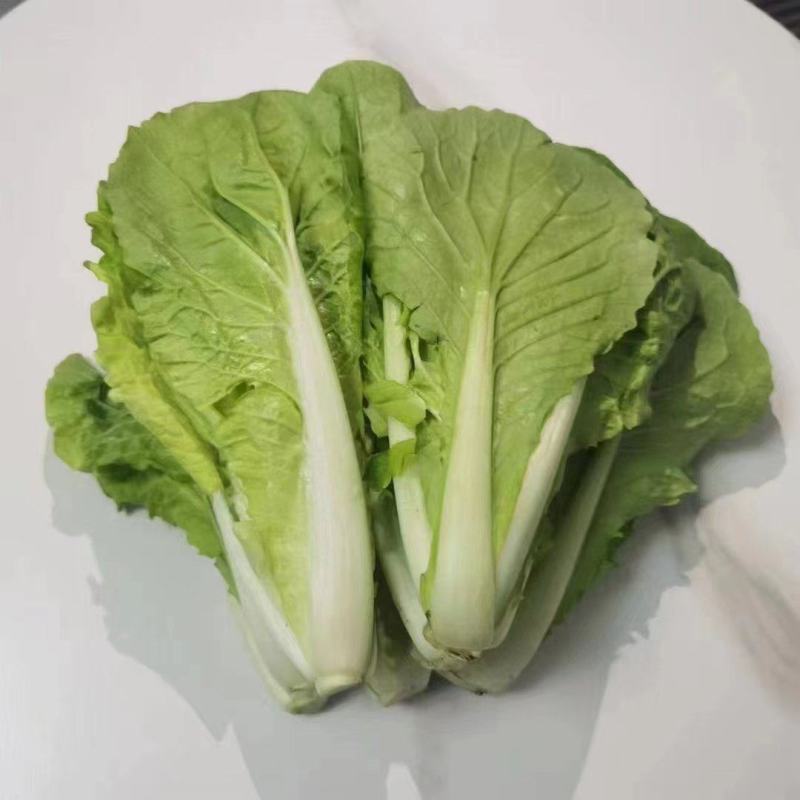 【推荐】安徽优质黄心菜，毛白菜，大量上市中，采购来电优惠