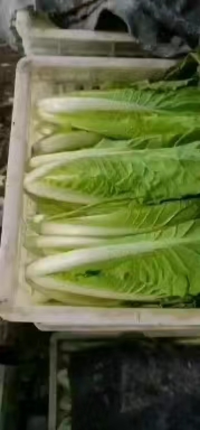 【推荐】安徽优质黄心菜，毛白菜，大量上市中，采购来电优惠