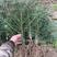 杉木苗，贵州本地杉木苗，长得快，出材率高。