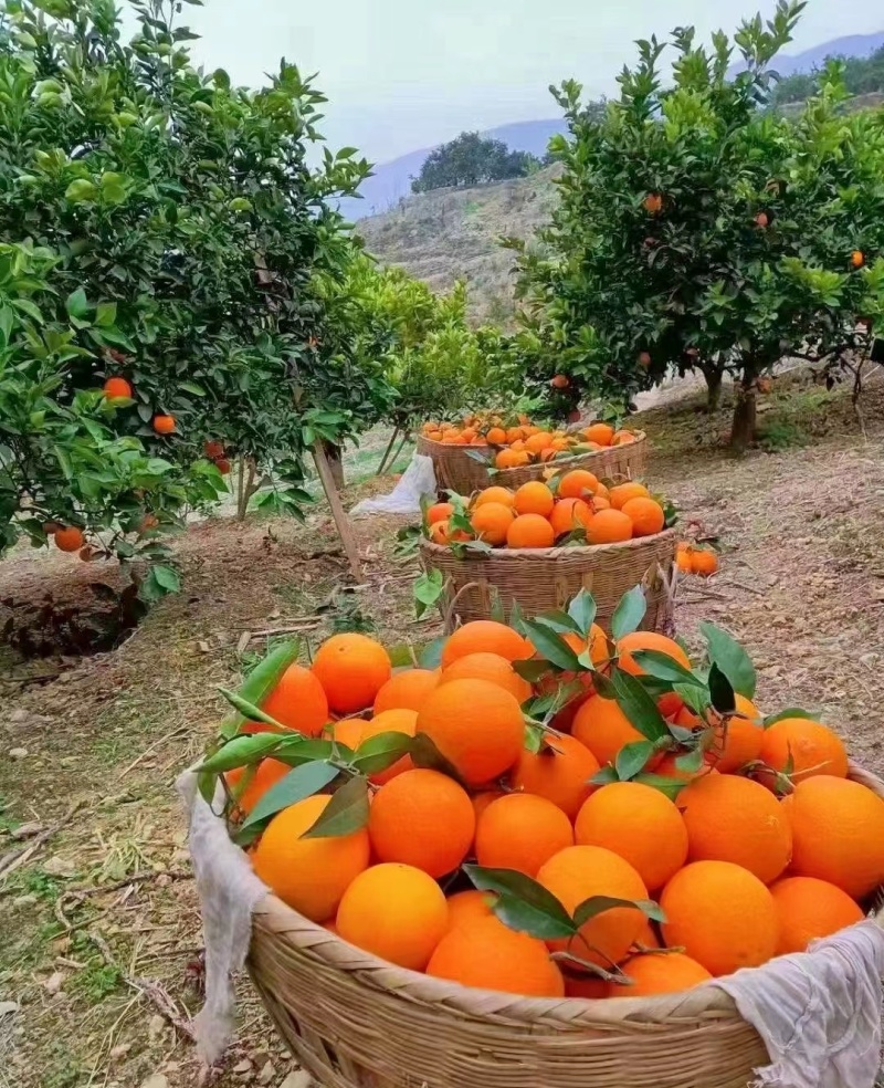 脐橙秭归脐橙纽荷尔脐橙产地直发对接批发市场欢迎进店