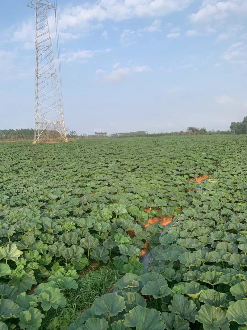 【贝贝南瓜】南瓜广东种植基地大量有货全国发货来电更优惠