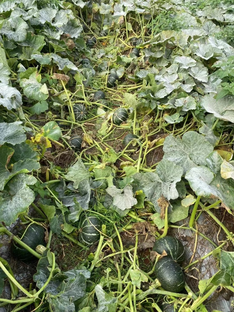 【贝贝南瓜】南瓜广东种植基地大量有货全国发货来电更优惠