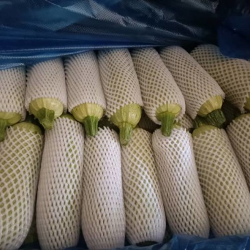 云南三月瓜精品绿皮西葫芦一手货源基地直发量大价优