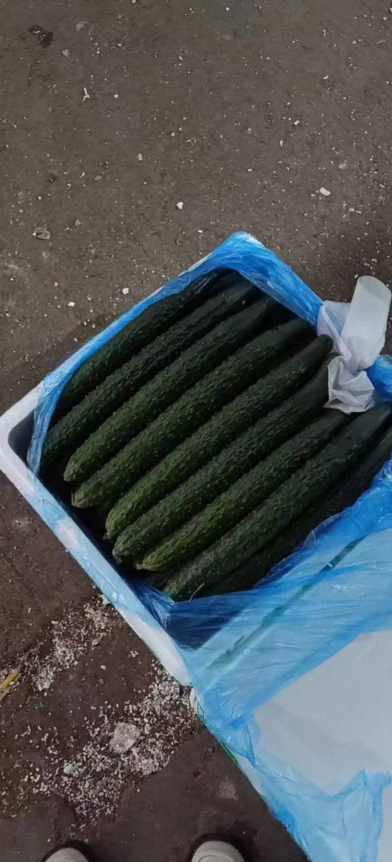 云南青黄瓜密刺黄瓜基地直发对接电商市场商超可视频