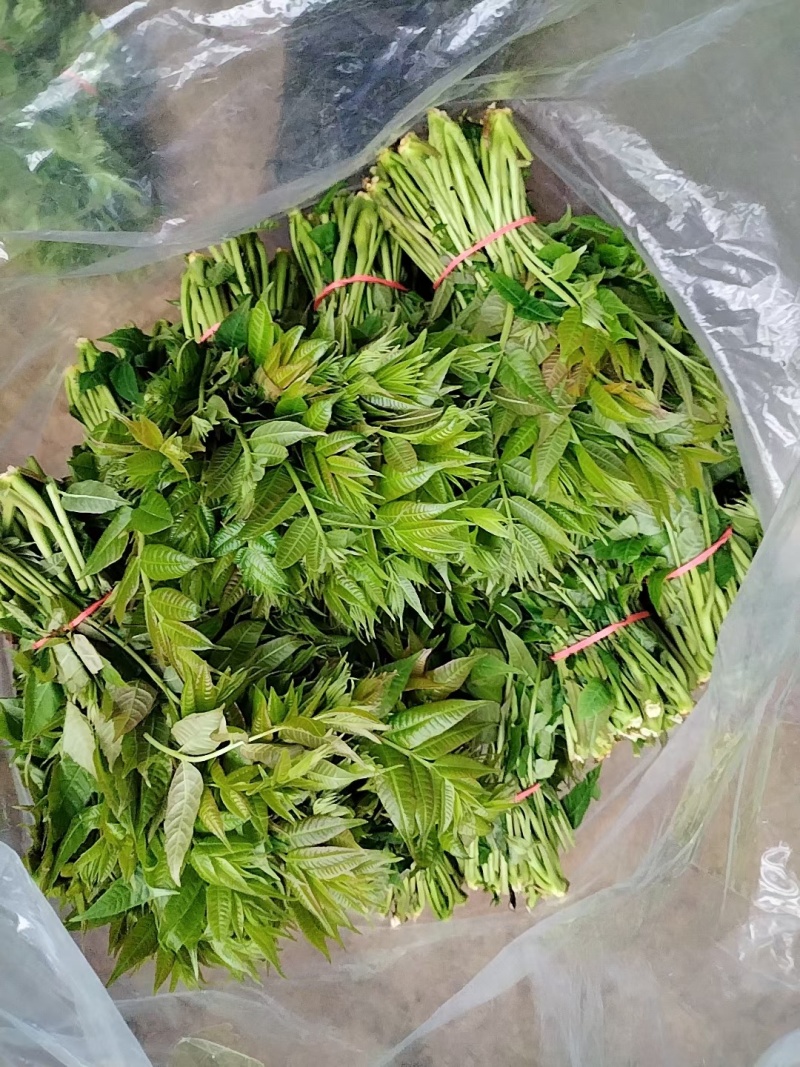 大棚香椿芽