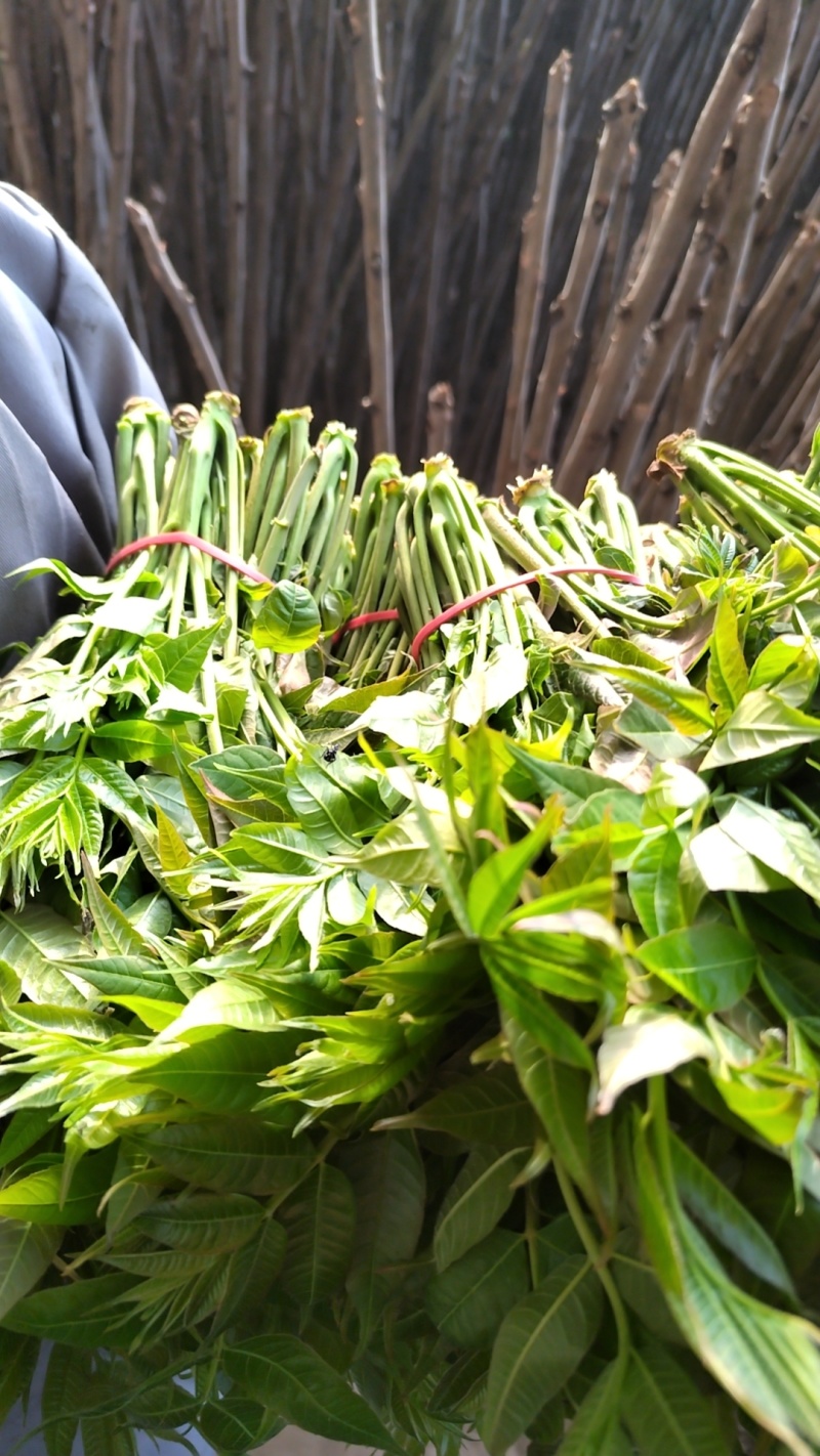 大棚香椿芽