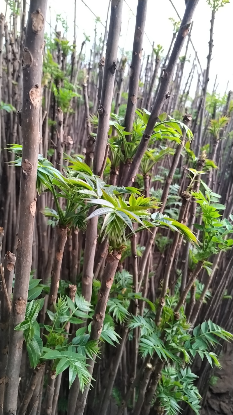 大棚香椿芽