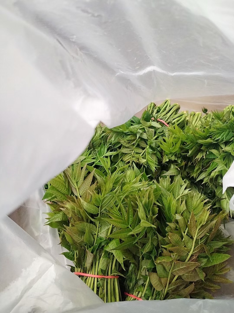 大棚香椿芽