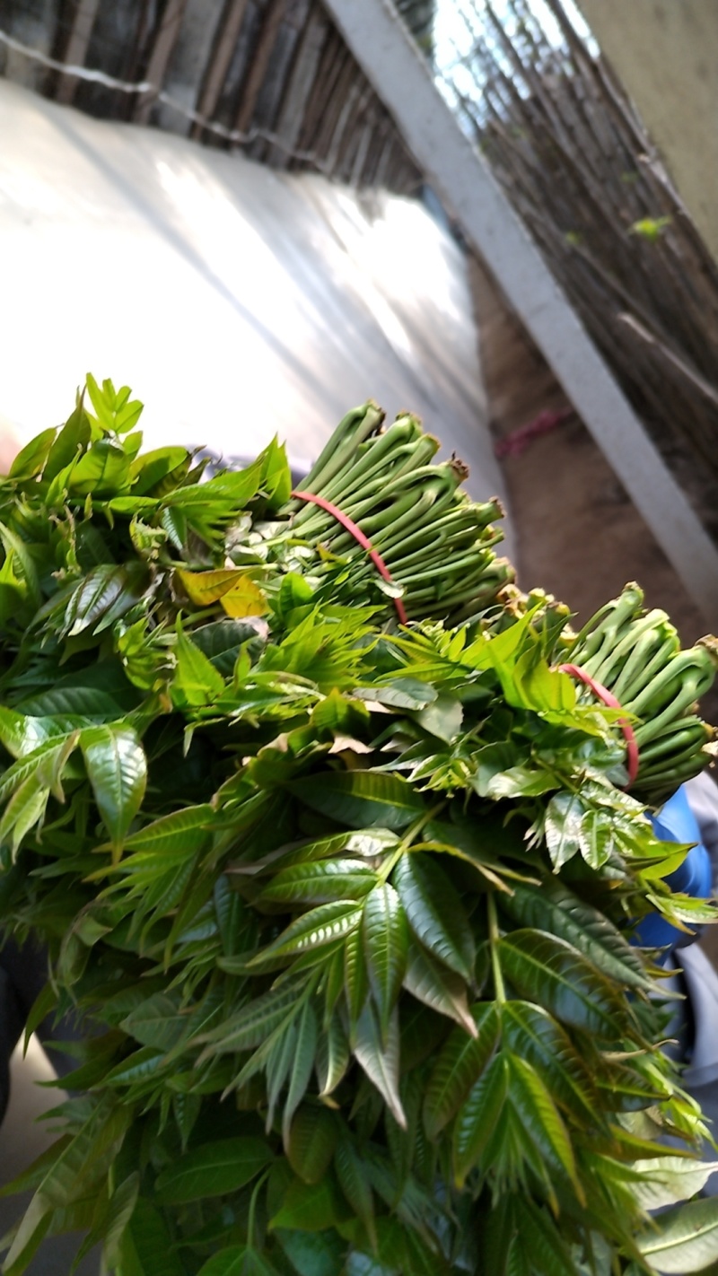 大棚香椿芽