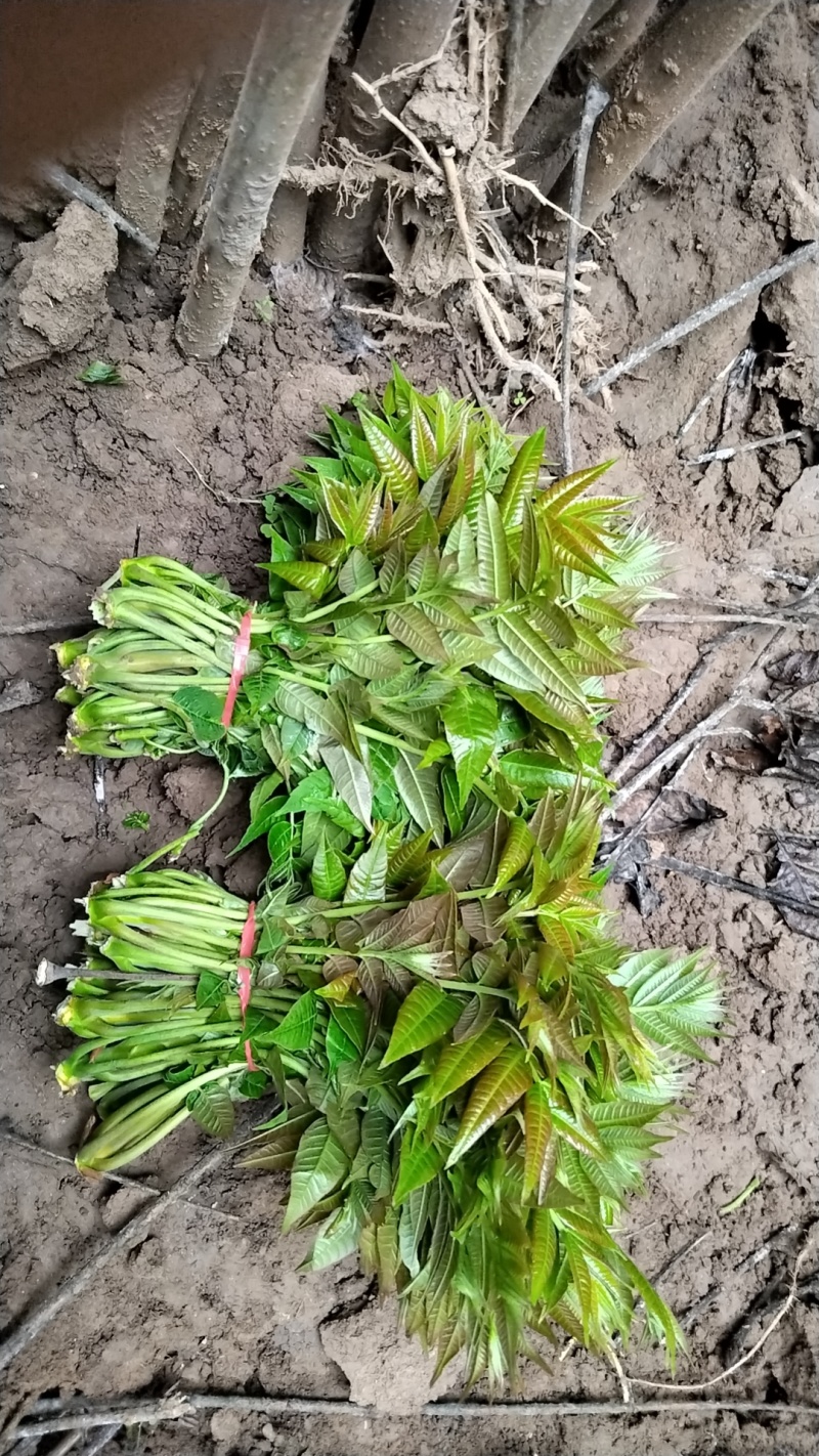 大棚香椿芽