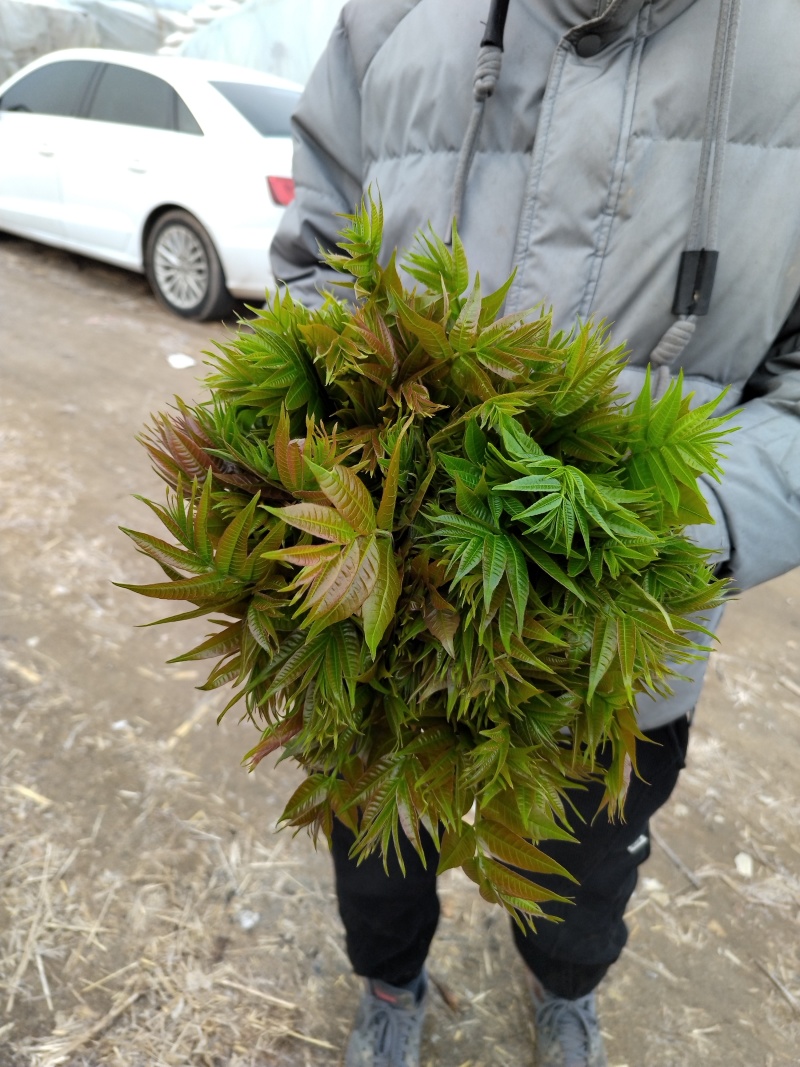大棚香椿芽