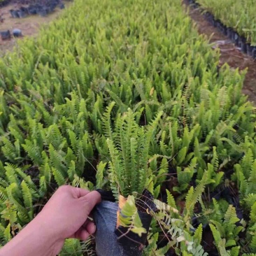 排骨草