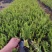 排骨草