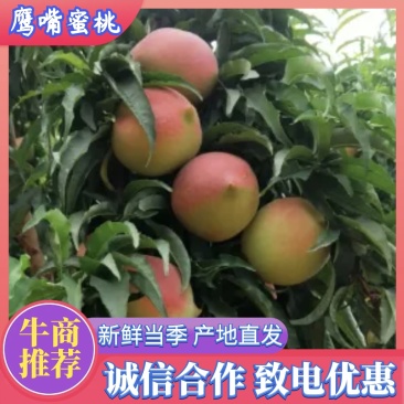 连平鹰嘴蜜桃新鲜当季水果果园直采为各大商超社区团购供货