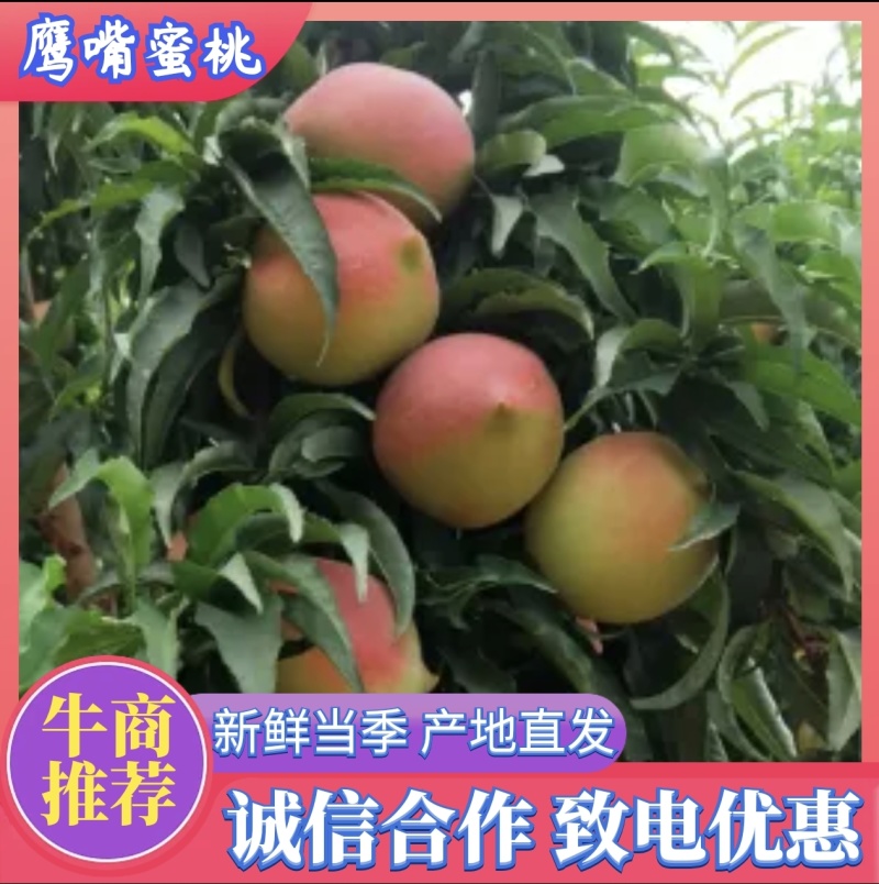 连平鹰嘴蜜桃新鲜当季水果果园直采为各大商超社区团购供货