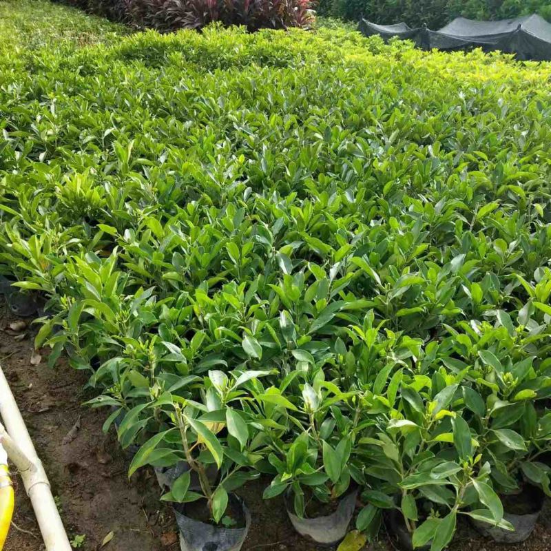 非洲茉莉