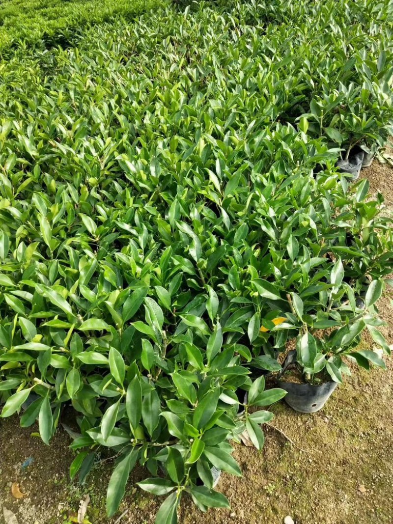 非洲茉莉