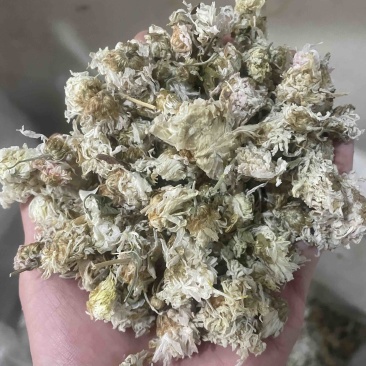 药用菊花贡菊菊河北菊花保庆药业实物拍摄