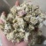 药用菊花贡菊菊河北菊花保庆药业实物拍摄