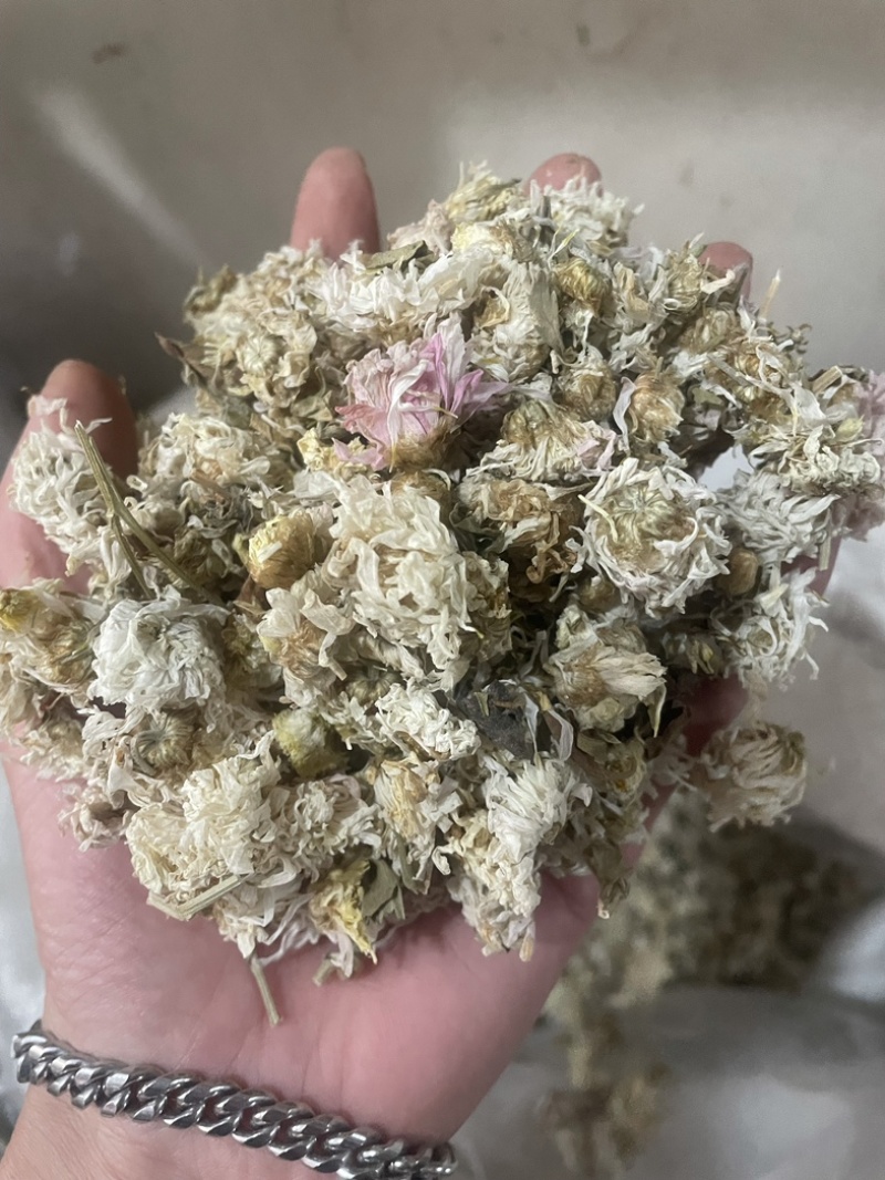 药用菊花贡菊菊河北菊花保庆药业实物拍摄