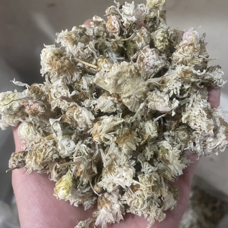 药用菊花贡菊菊河北菊花保庆药业实物拍摄