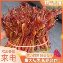 红油香椿芽头茬嫩芽产地直销，批发，代收全国发货