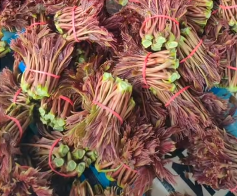 红油香椿芽头茬嫩芽产地直销，批发，代收全国发货