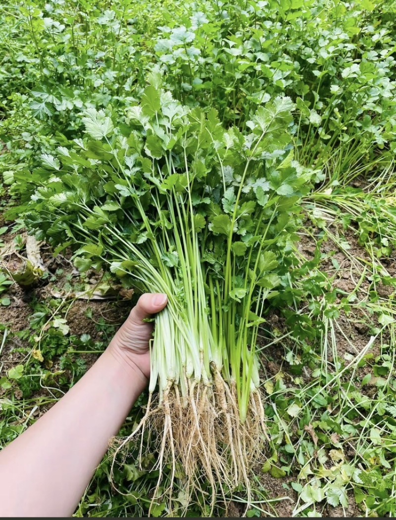 香菜