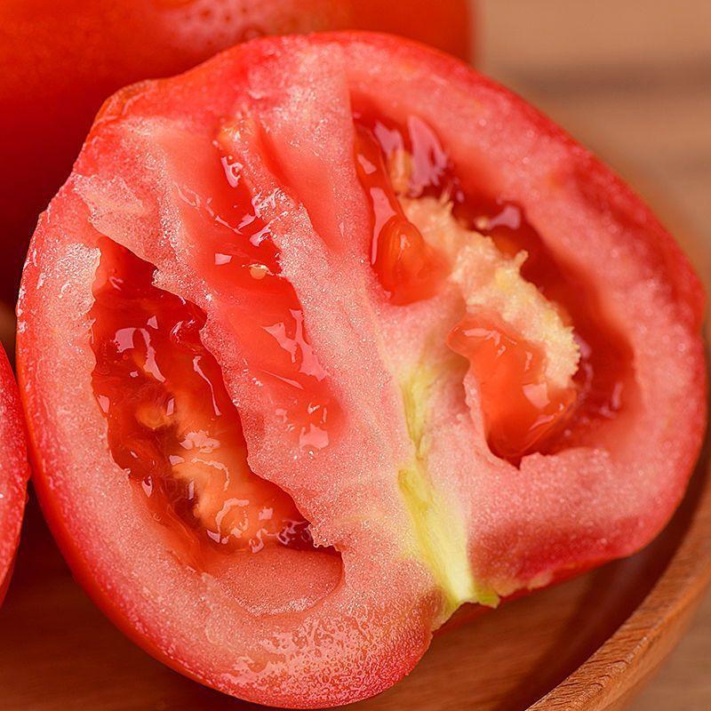 浙江苍南西红柿大红硬粉自家种新鲜采摘番茄